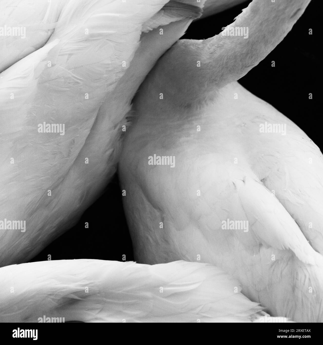 Close-up, white swans. Stock Photo