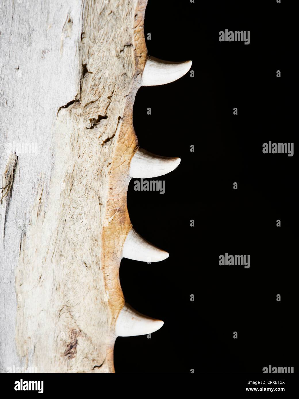 Image showcasing Teeth and jawbone Stock Photo - Alamy
