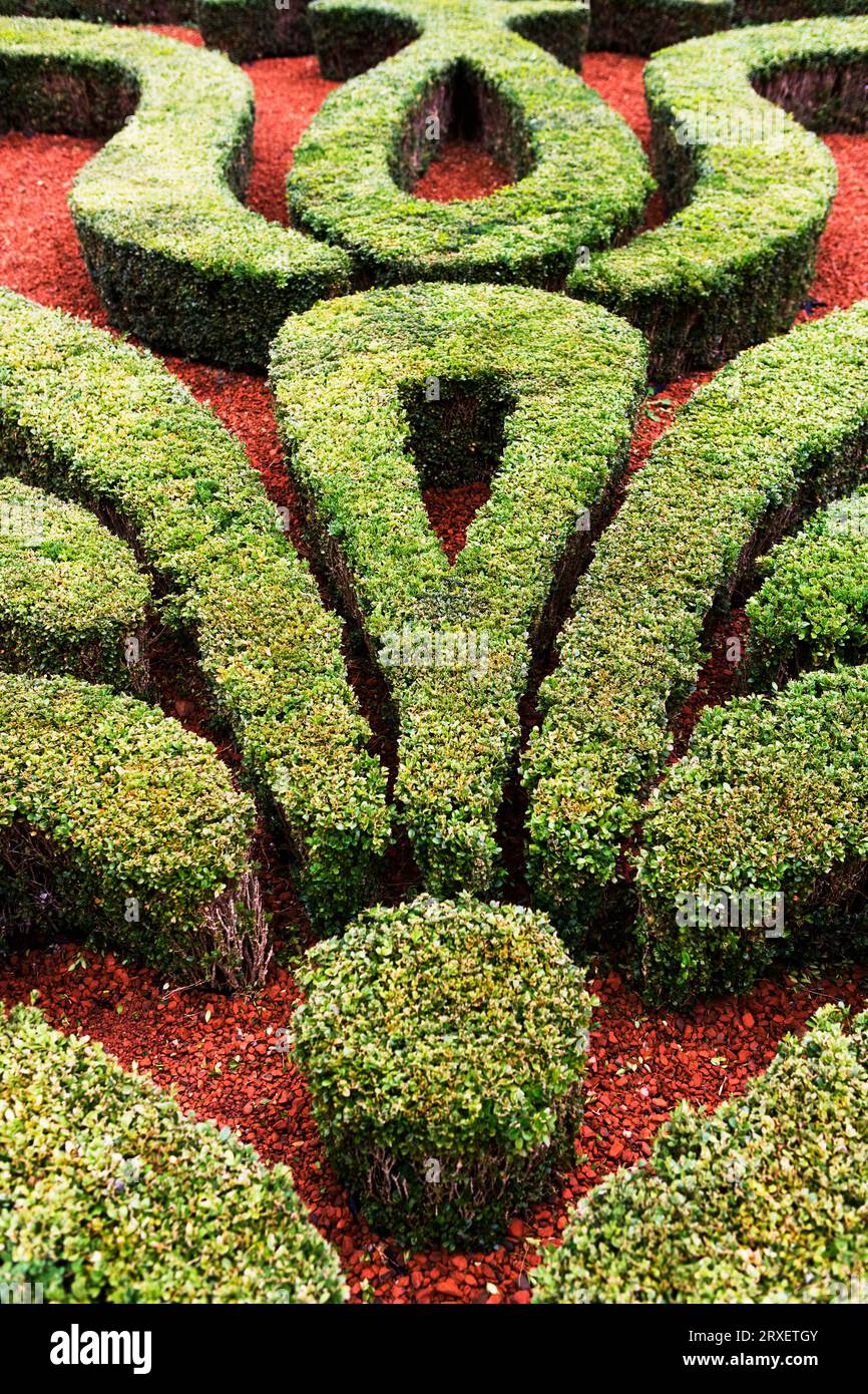 Hedges cut in decorative forms. Stock Photo