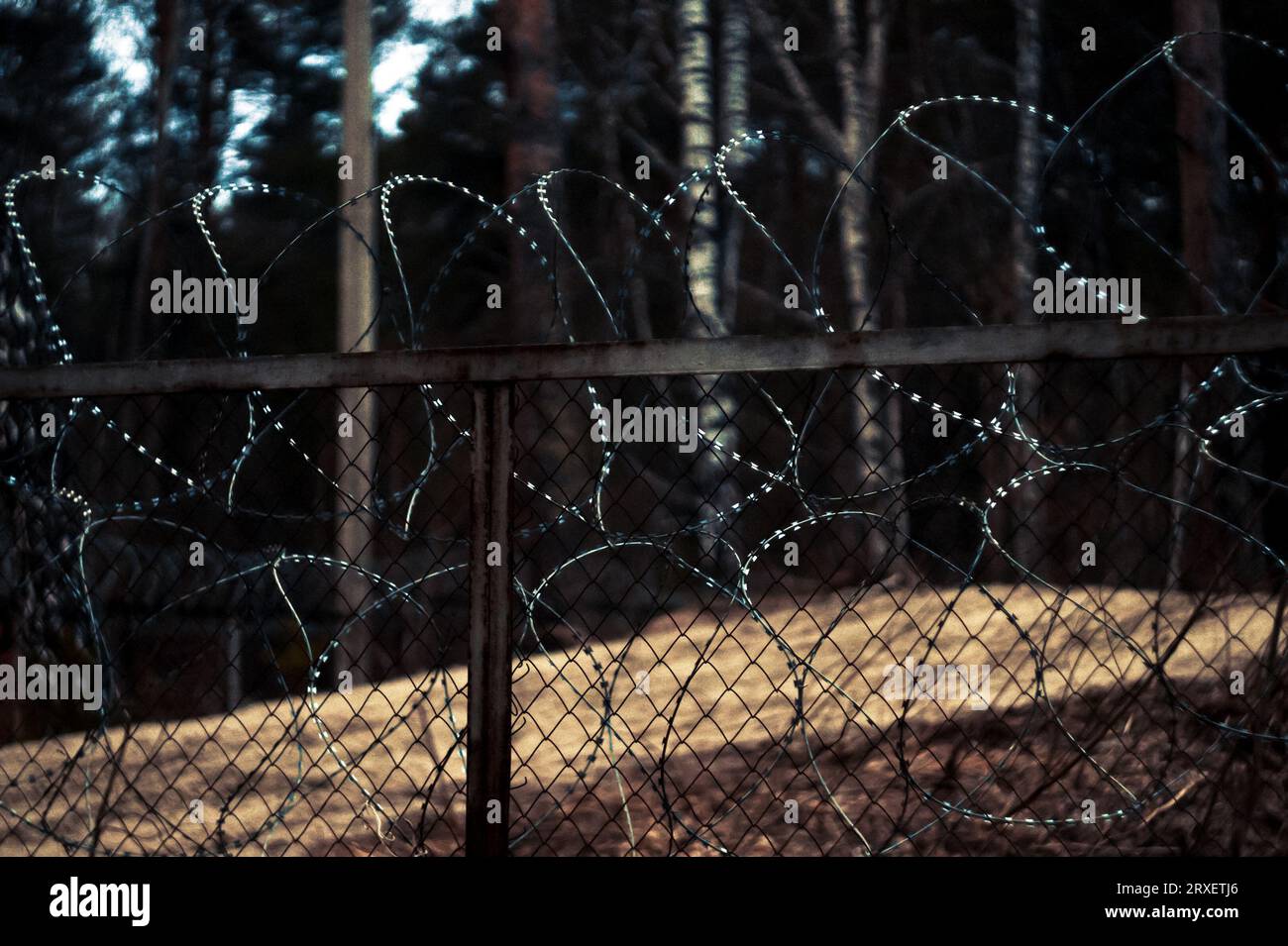 Barbed sharp wire on the background of forest. Illegal immigration