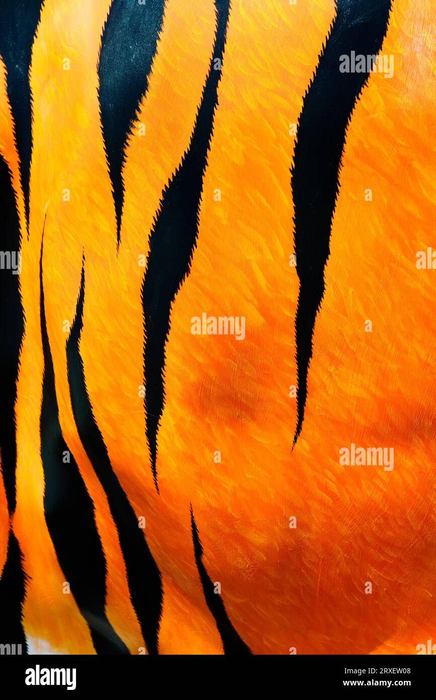 Tiger orange color hi-res stock photography and images - Alamy