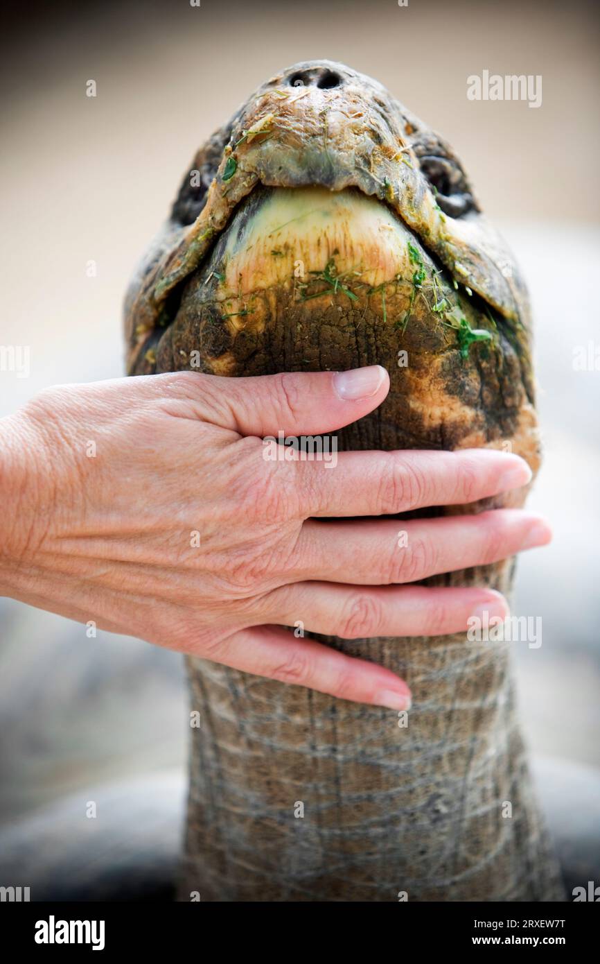 A woman's hand stroking the neck of a Galï¾‡pagos tortoise Stock Photo -  Alamy