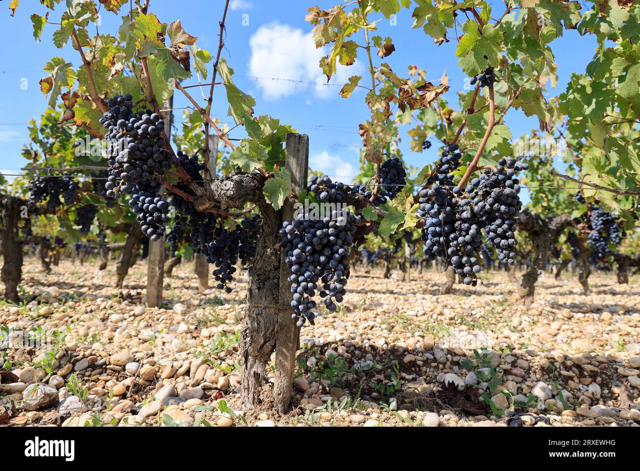 Grapes, vines and vineyards of the Pessacléognan appellation before