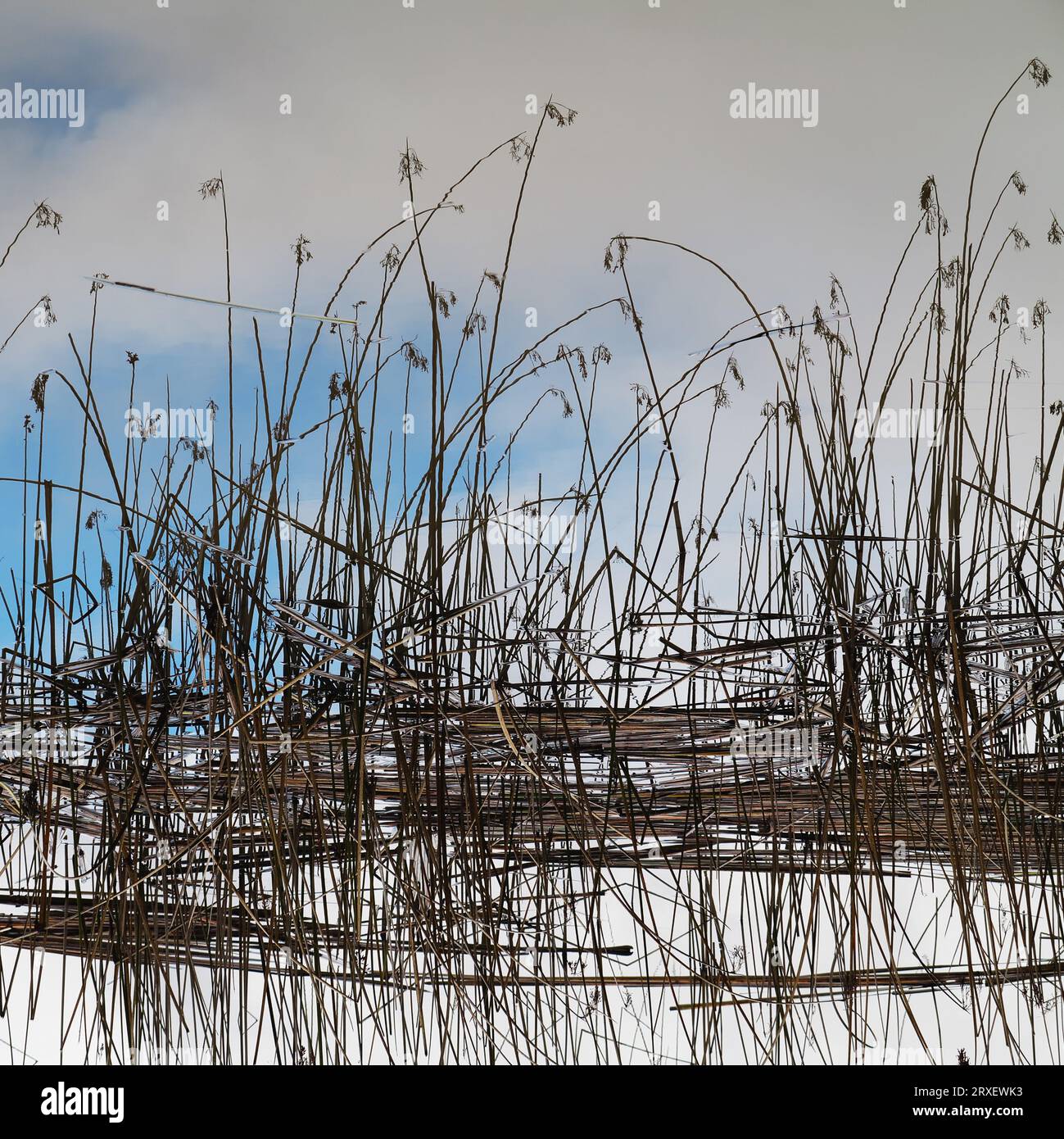 Reeds, sky and clouds reflected in a pond. Stock Photo