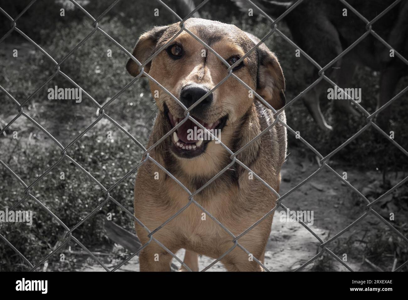 Homeless dog behind bars in a shelter. Dog in animal shelter waiting ...