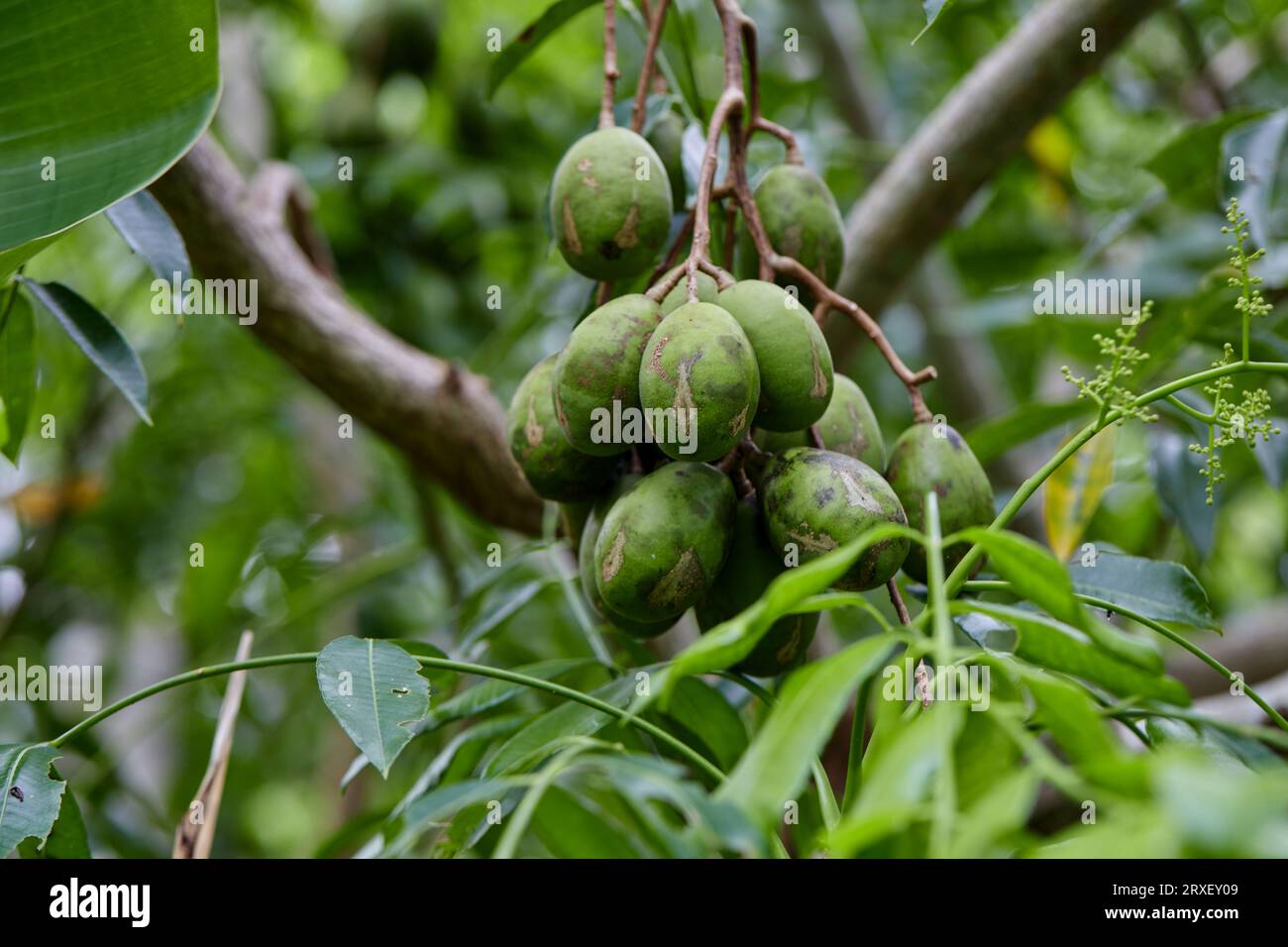 Fresh Elaeocarpus hygrophilus Kurz hanging on tree branch Stock Photo