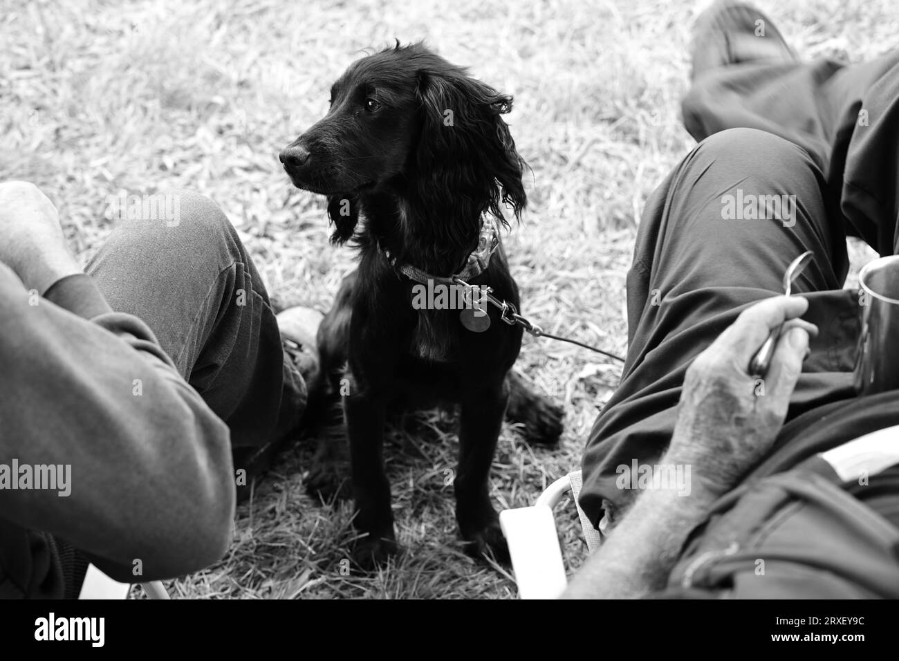 Stithians Steam Rally West of England Steam Engine Society Rally Show ...
