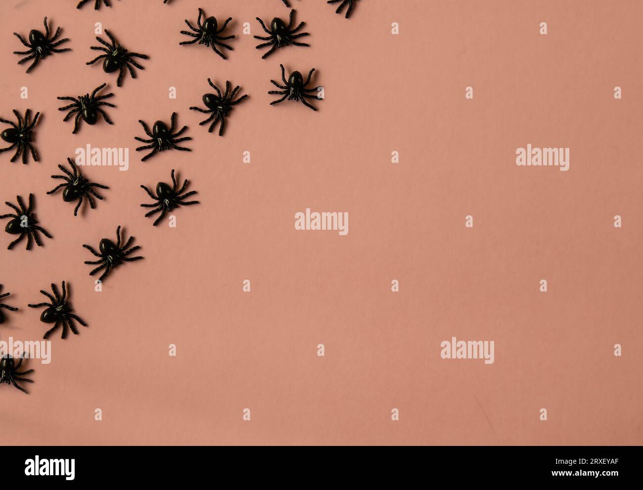 Spiders in the corner on a coloured background shot from above. Stock Photo