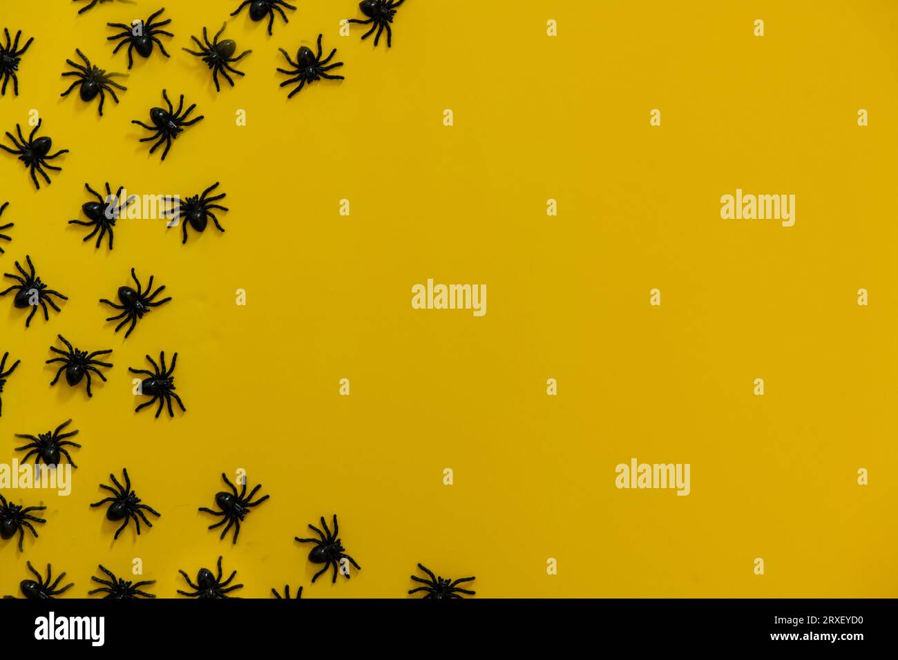 Small spiders in a yellow background shot from above. Stock Photo