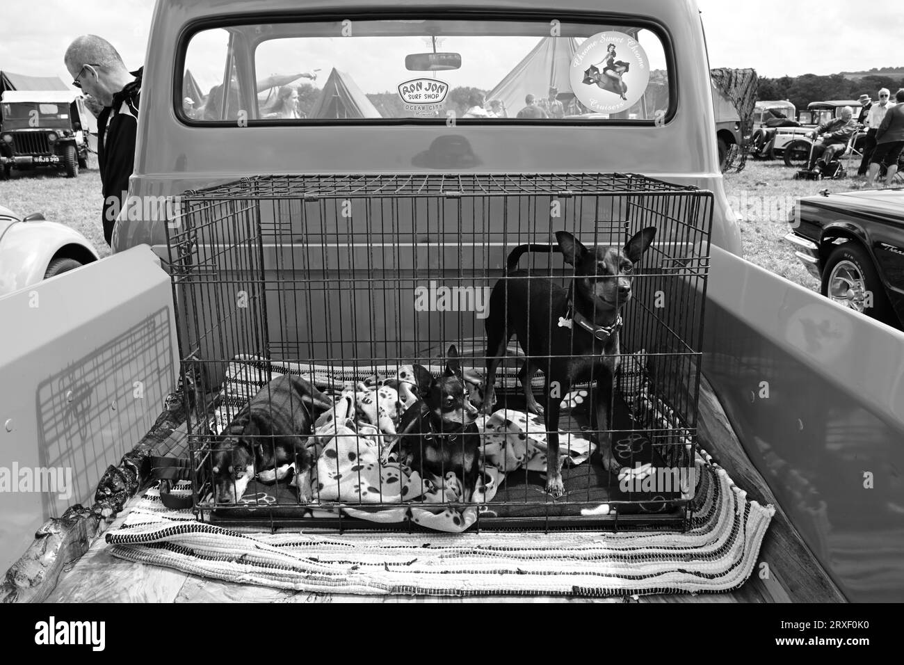 Stithians Steam Rally Dogs in cage in back of Ford Truck West of England Steam Engine Society Rally Show Cornwall Stock Photo