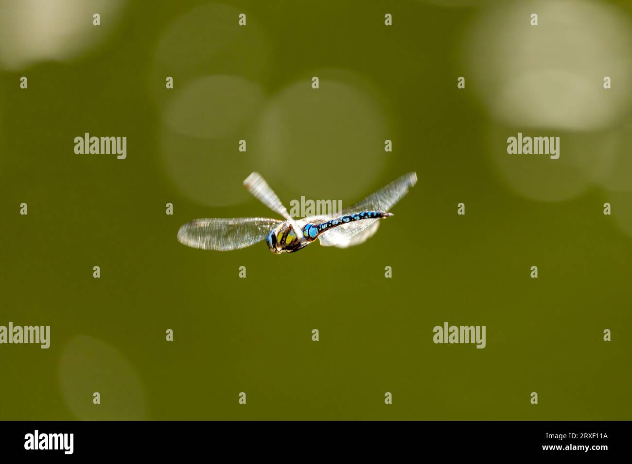 A Blue-green mosaic maiden during the flight Stock Photo