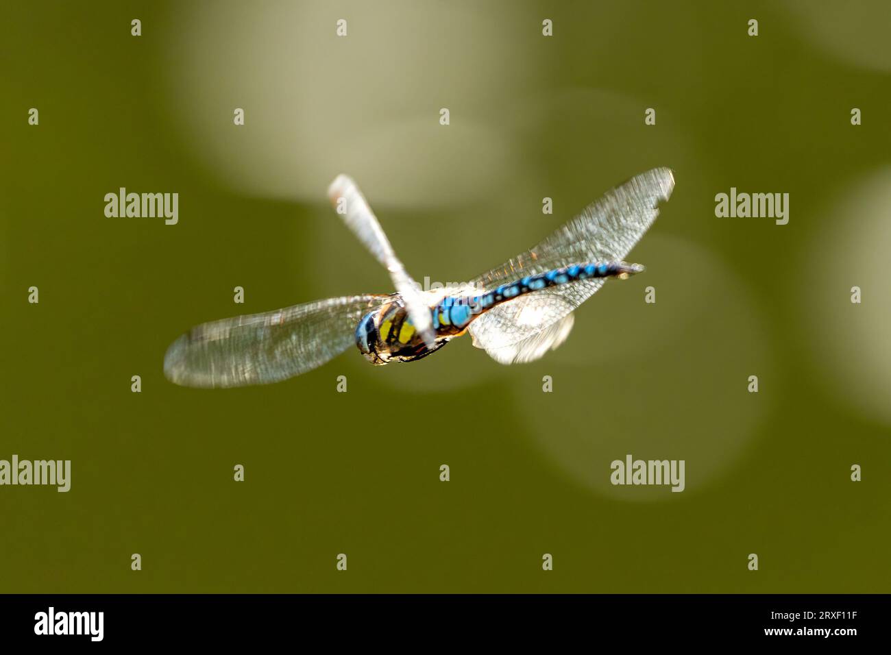 A Blue-green mosaic maiden during the flight Stock Photo