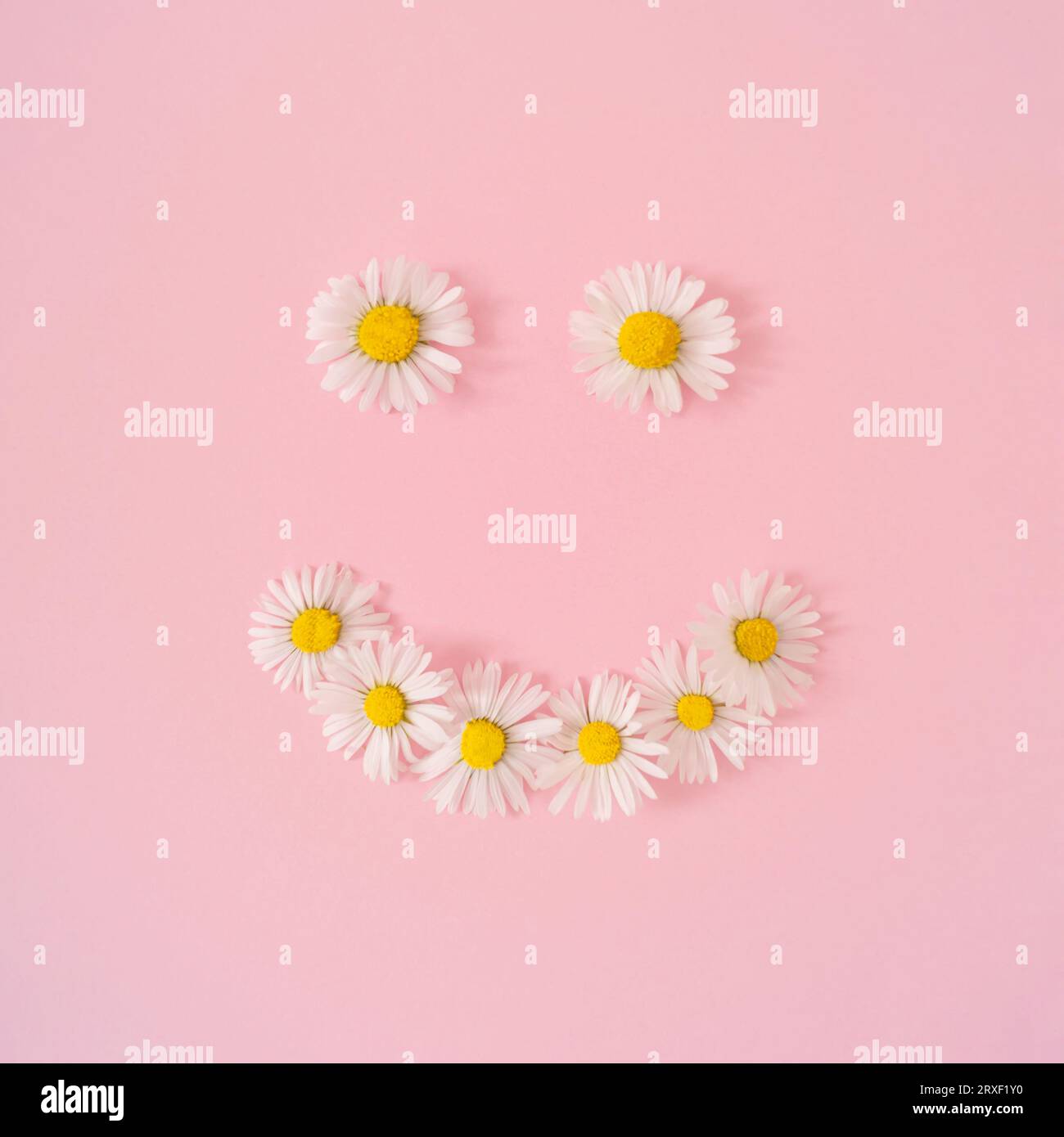 https://c8.alamy.com/comp/2RXF1Y0/smiley-made-of-summer-daisy-flowers-on-pastel-pink-background-minimal-creative-composition-flat-lay-concept-top-of-view-2RXF1Y0.jpg