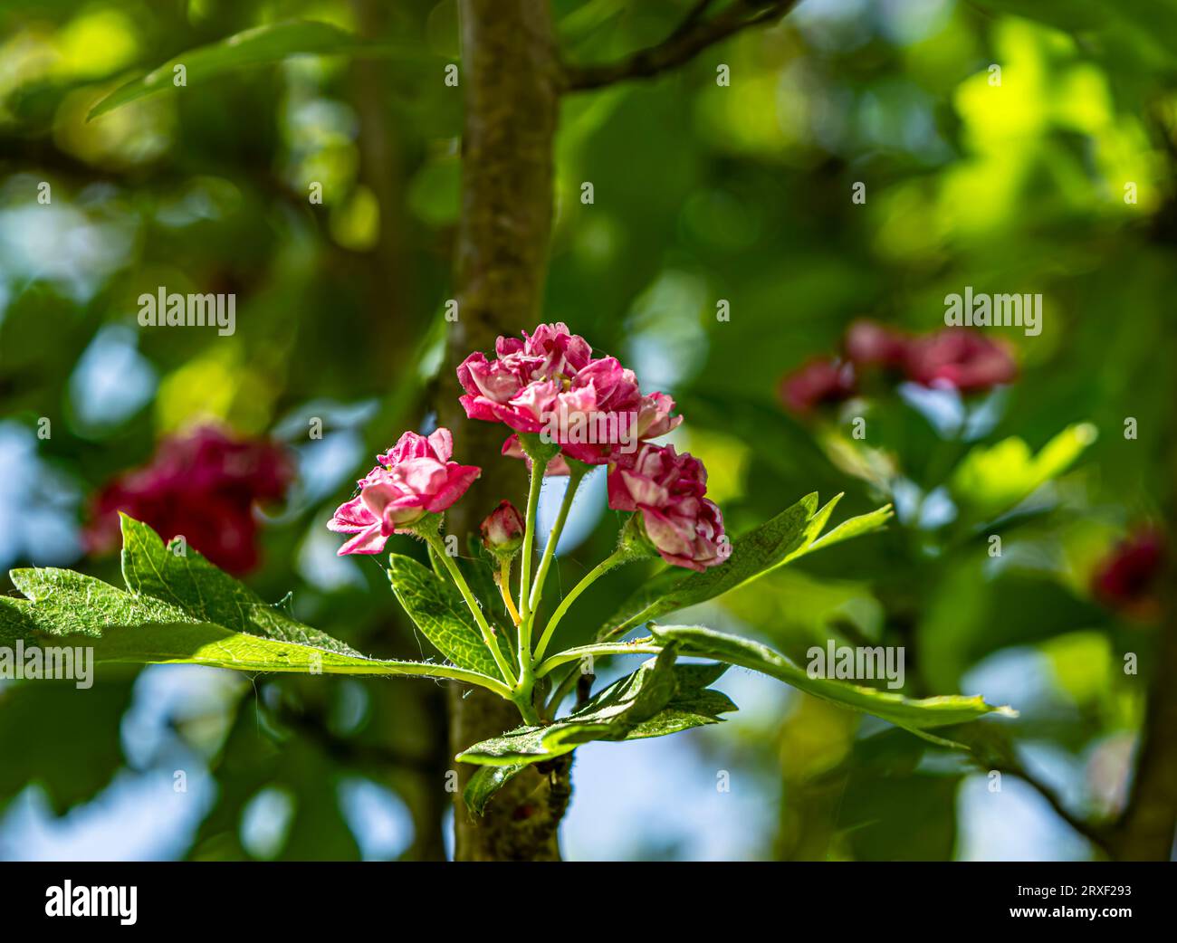 Lilac blossoms in the garden. Spring flowers . High quality photo Stock Photo