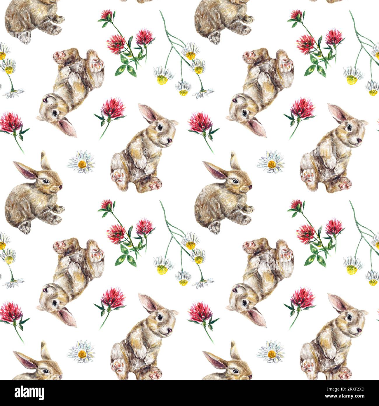 Rabbits, chamomile, clover. Watercolor pattern illustration isolated on