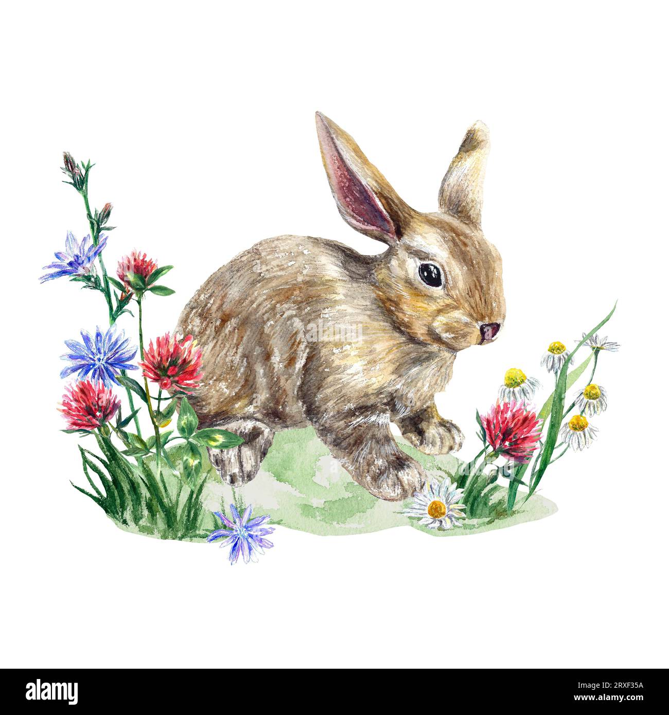 Rabbit and wildflowers Cut Out Stock Images & Pictures - Alamy