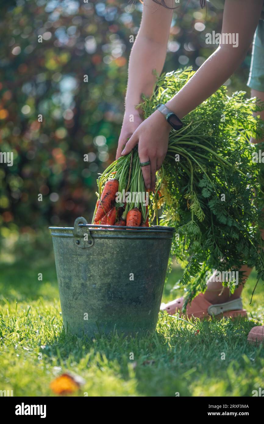 Carrots Getting Washed agriculture, harvesting, garden. Carrots are washed in a bucket of ...