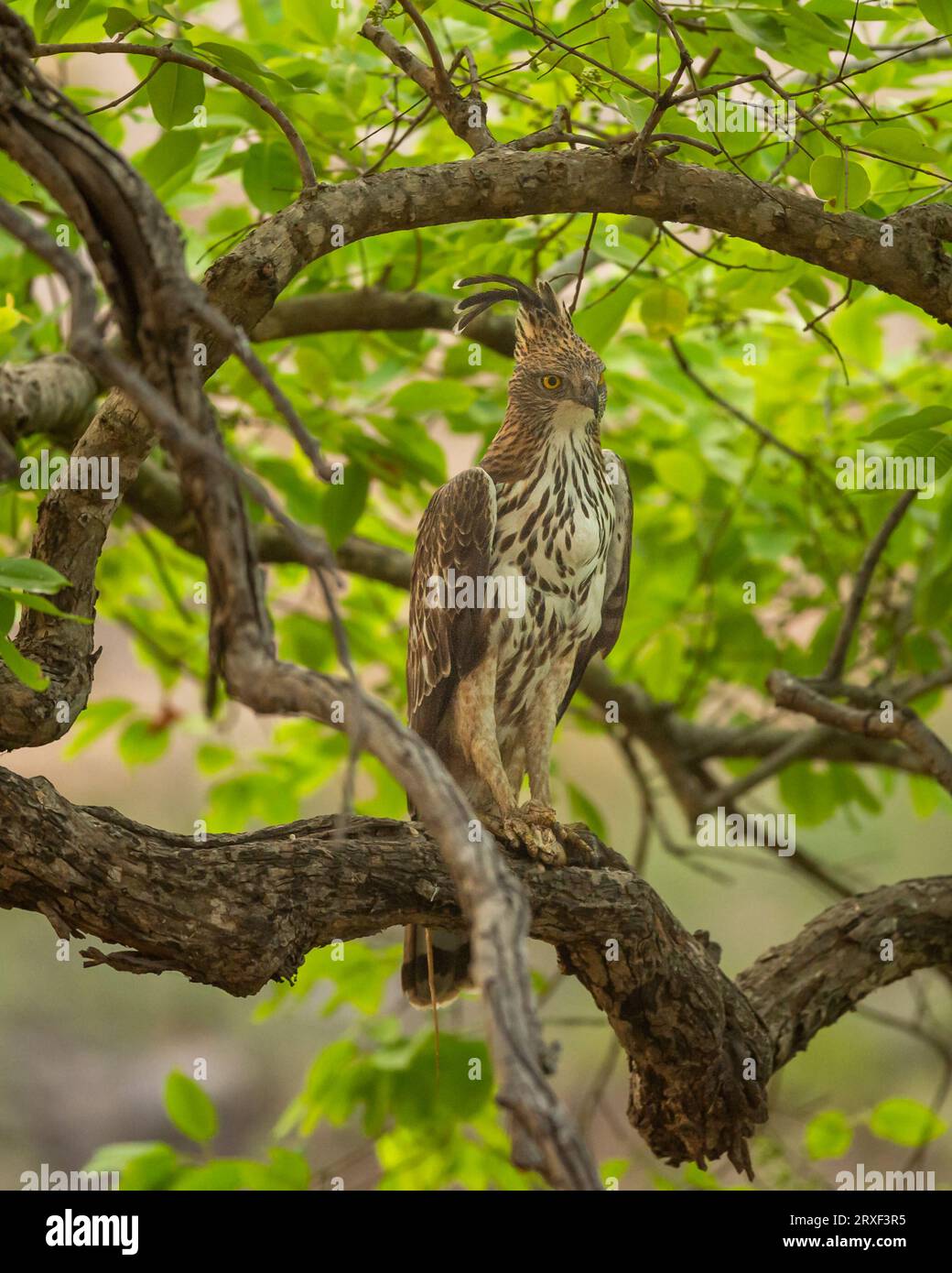 changeable or crested hawk eagle or nisaetus cirrhatus closeup perched on tree in natural green background at bandhavgarh national park tiger reserve Stock Photo