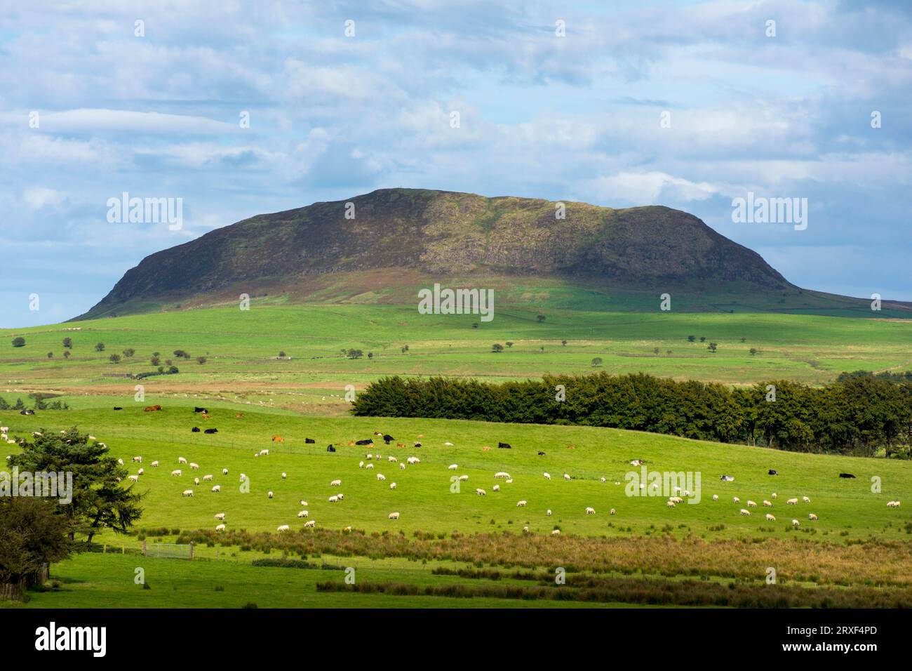 Slemish, historically called Slieve Mish, is a hill in County Antrim, Northern Ireland. It lies a few miles east of Ballymena. Stock Photo