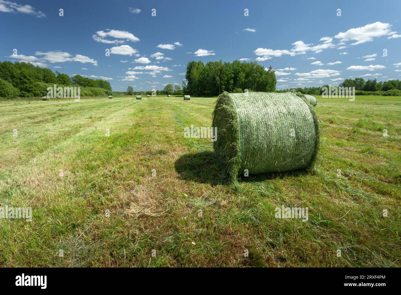 Bales of hay in the sunny meadow, Nowiny, Poland Stock Photo