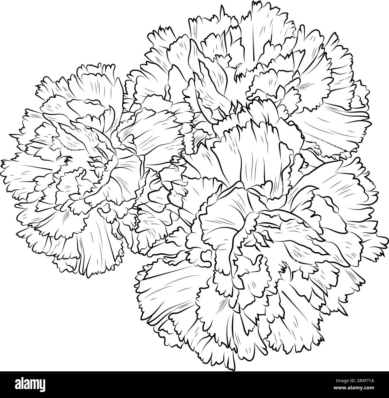 sketch carnation drawing, carnation bouquet drawing, dianthus flower