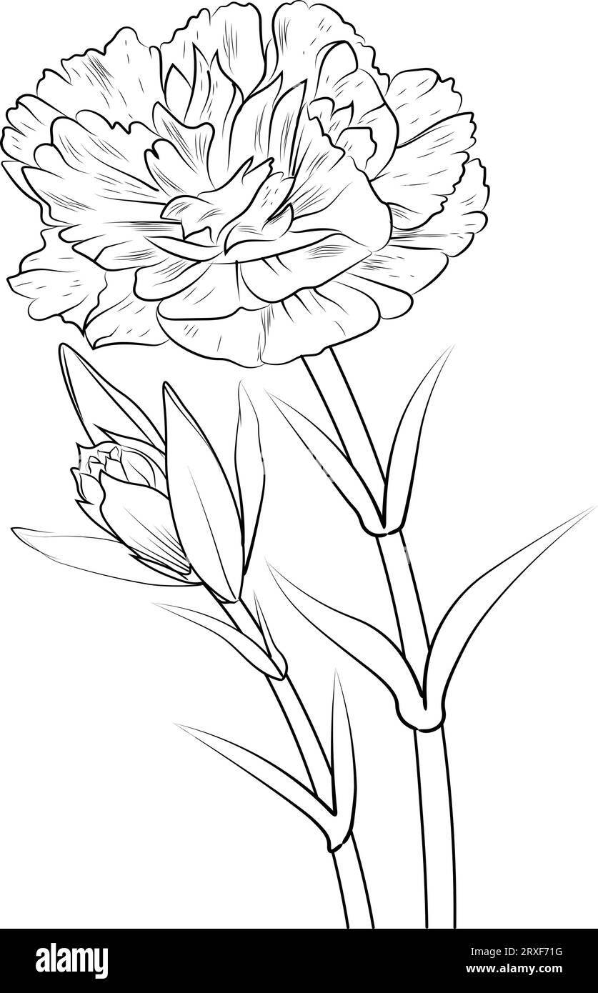 birth flower minimalist carnation tattoo simple, carnation january