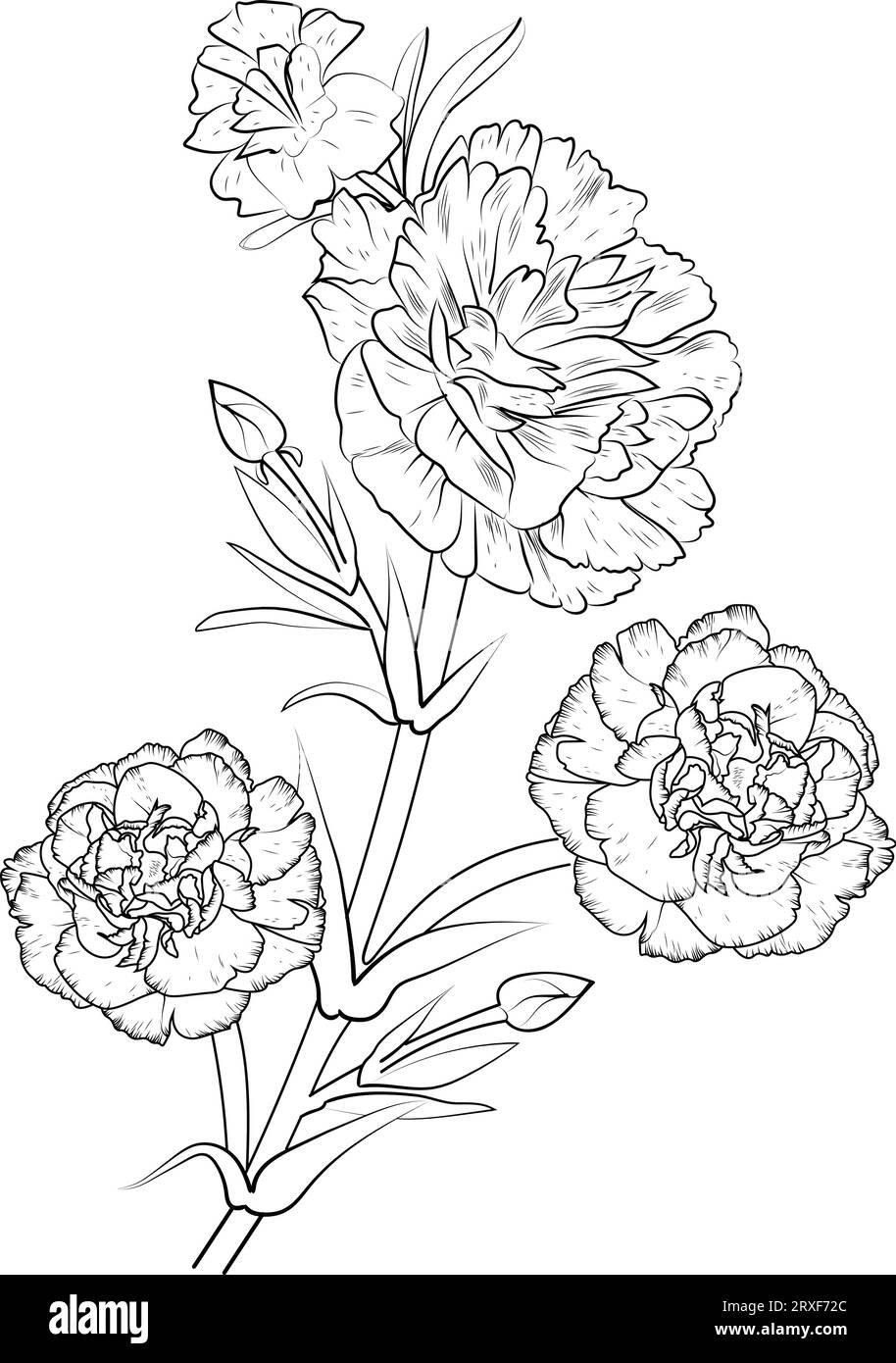 carnation pencil art, carnation pencil drawing, carnation vector sketch ...