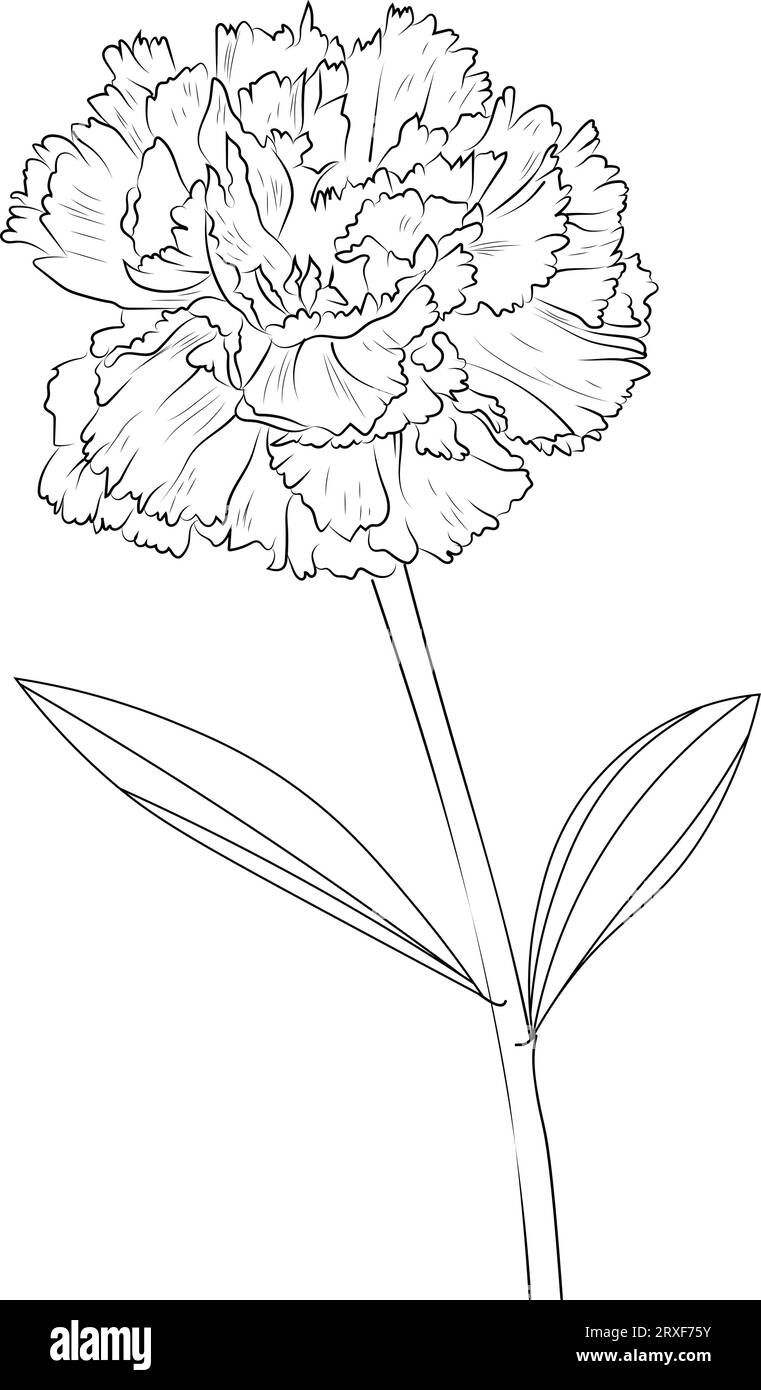 dianthus flower drawing, carnation flower line art, carnation clipart