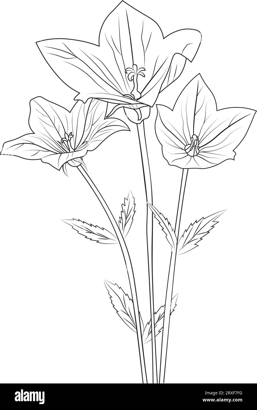 Creeping bellflower drawing,simple bell flower drawing, pencil bell