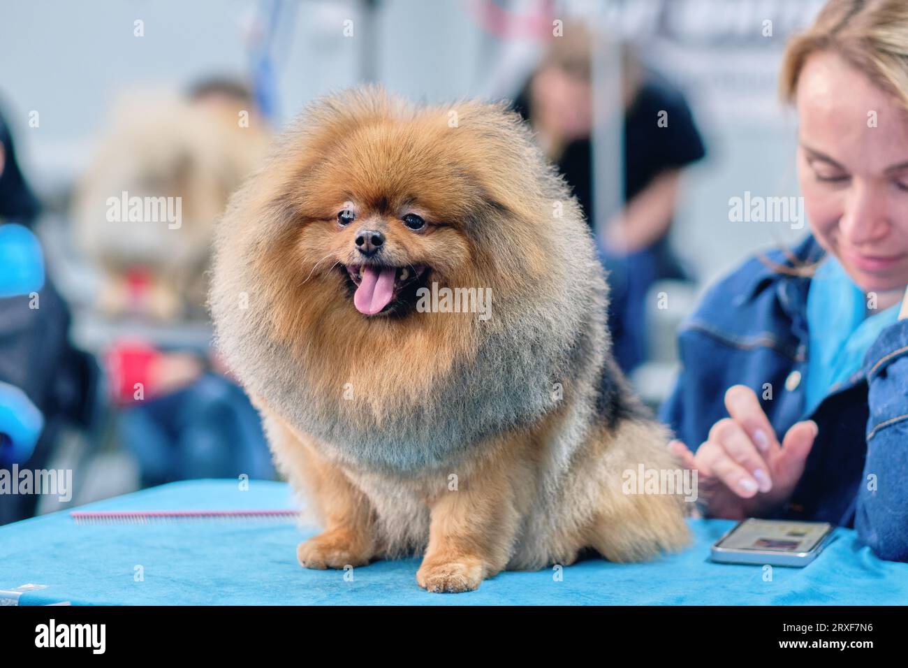 After grooming the dog Spitz Pomeranian on the table in the pet salon. Stock Photo