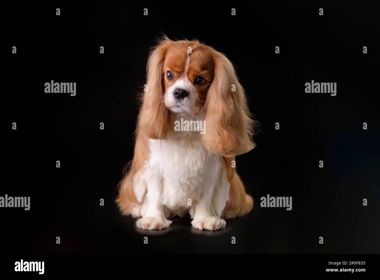 Wellgroomed dog hair after washing in the pet salon. Beautiful dog on