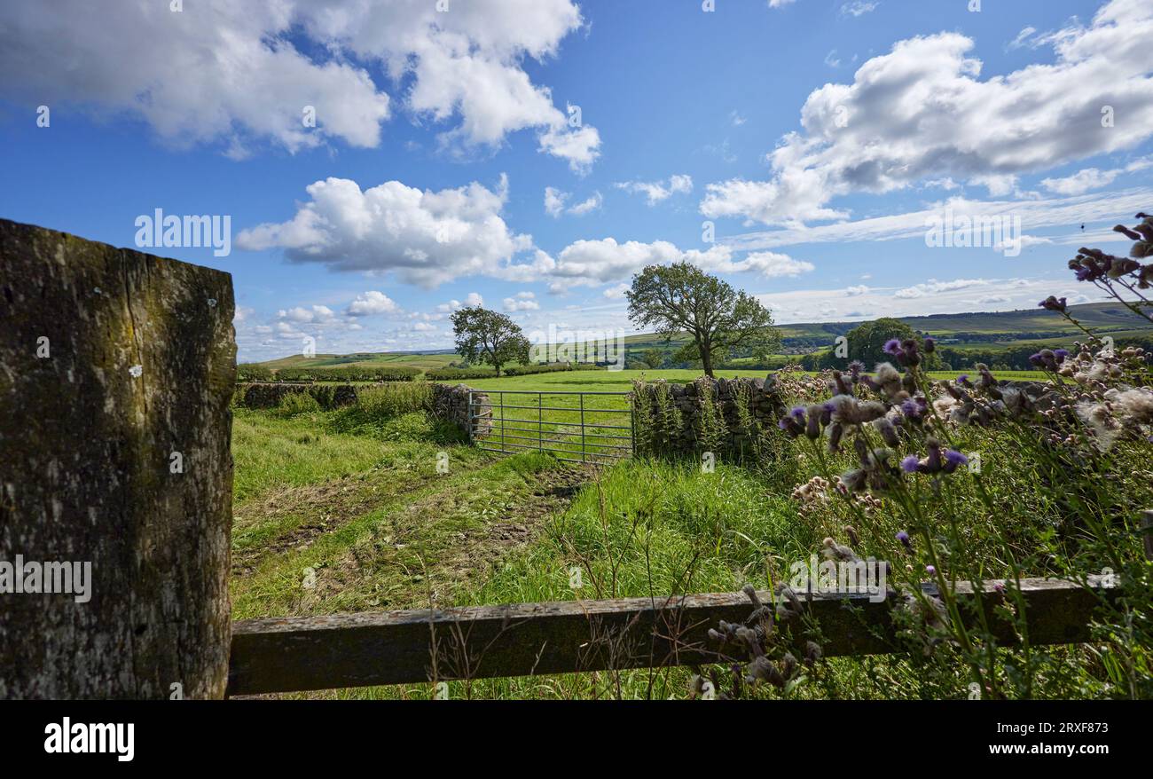 With thistles and a galvanized farm gate, a bright and sunny August afternoon looking south towards Draughton Moor from Halton East Stock Photo