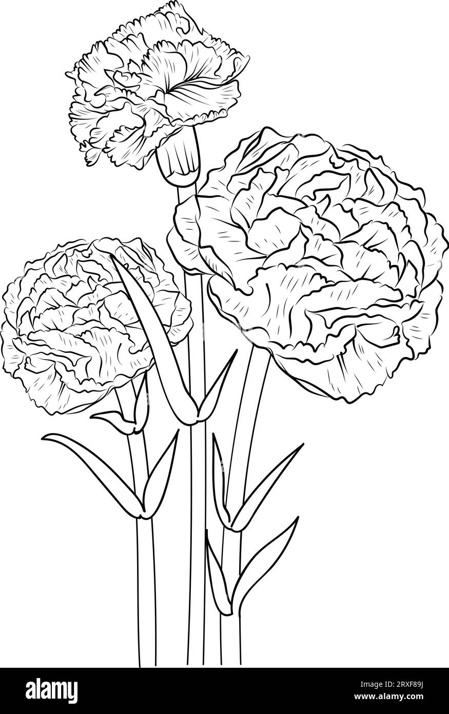Carnation Tattoo Outline