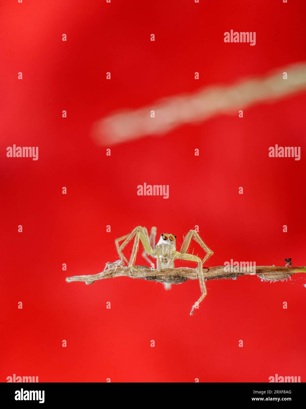 Spider close examination hi-res stock photography and images - Alamy