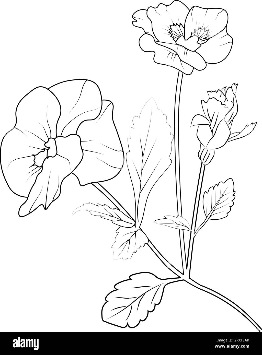pansy flowers illustration coloring page, simplicity, Embellishment