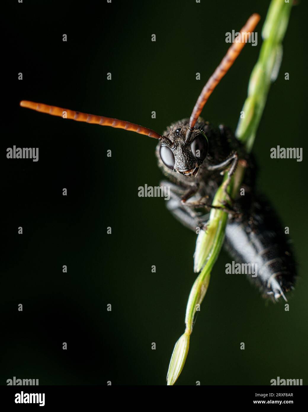 black wasp macro photo Stock Photo