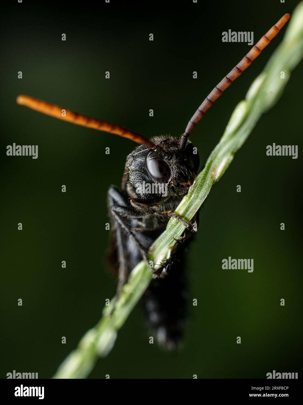black wasp macro photo Stock Photo