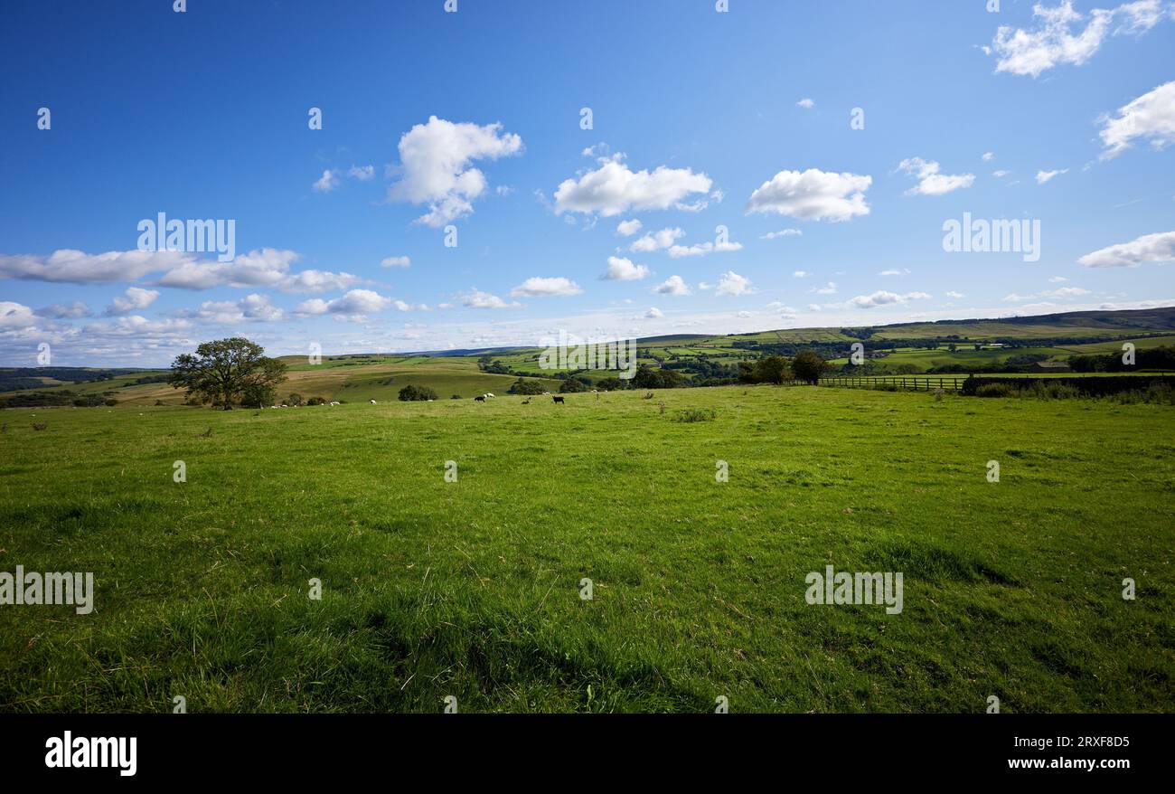 A bright and sunny August afternoon looking south towards Draughton Moor from Halton East Stock Photo