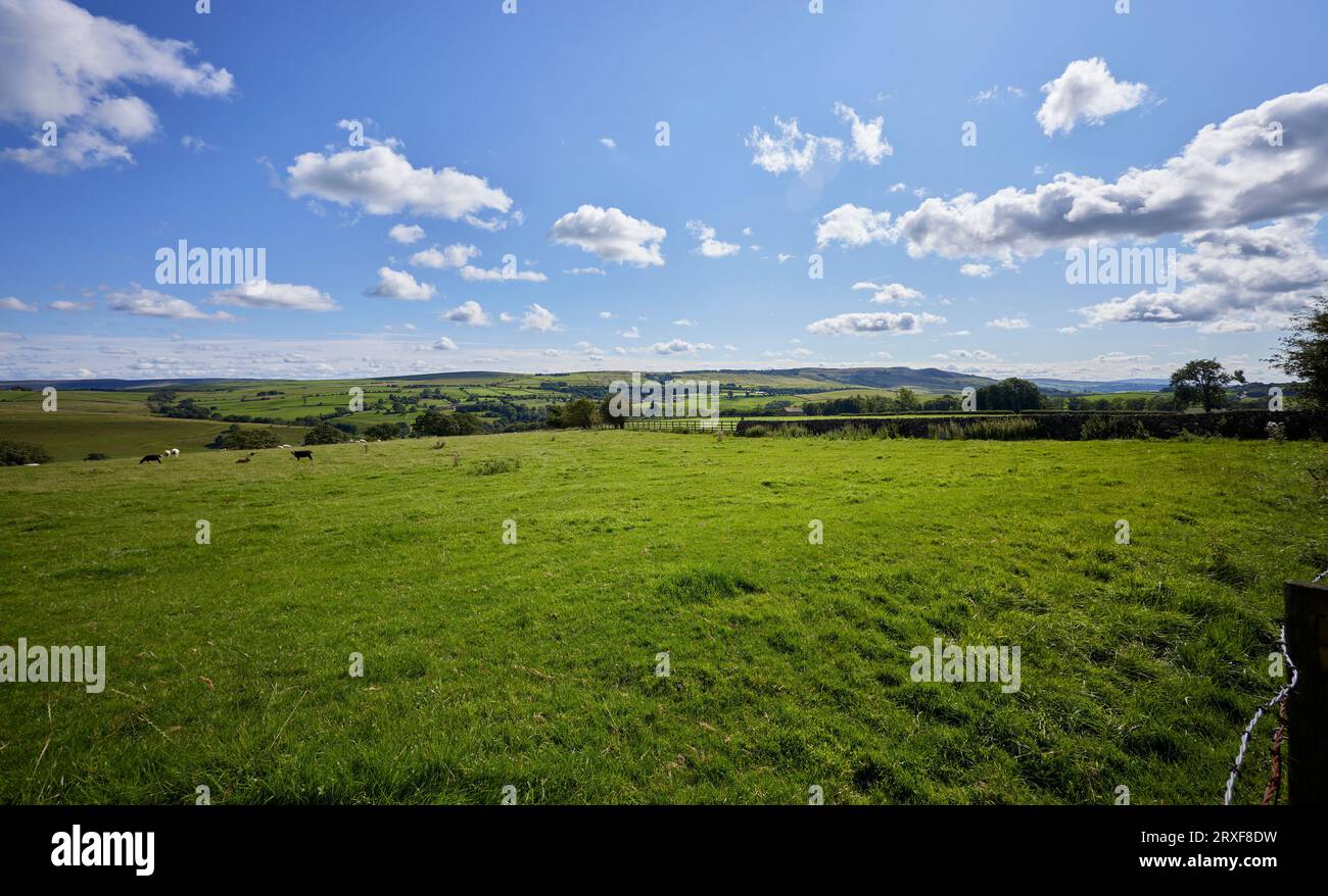 A bright and sunny August afternoon looking south towards Draughton Moor from Halton East Stock Photo