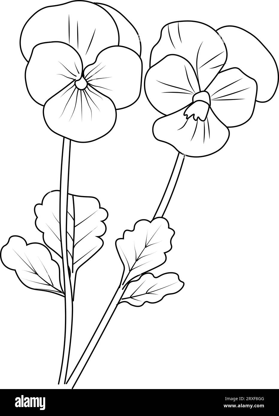 Sketch violet flower drawing, flower cluster drawing, Easy flower