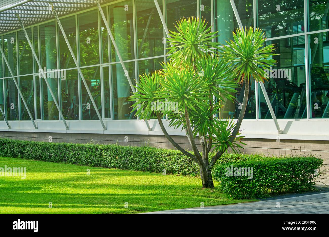 Beautiful plant in a garden in front of a public gym glass room, space