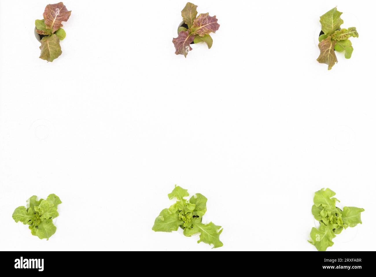 Planting young hydroponics vegetable salad growth fresh in a box Stock