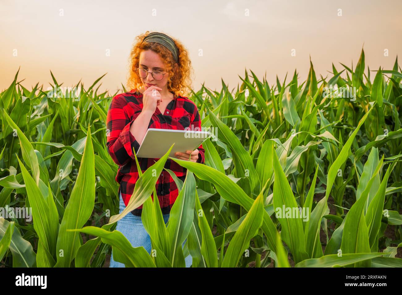 Female farmer examining growth corn hi-res stock photography and images ...