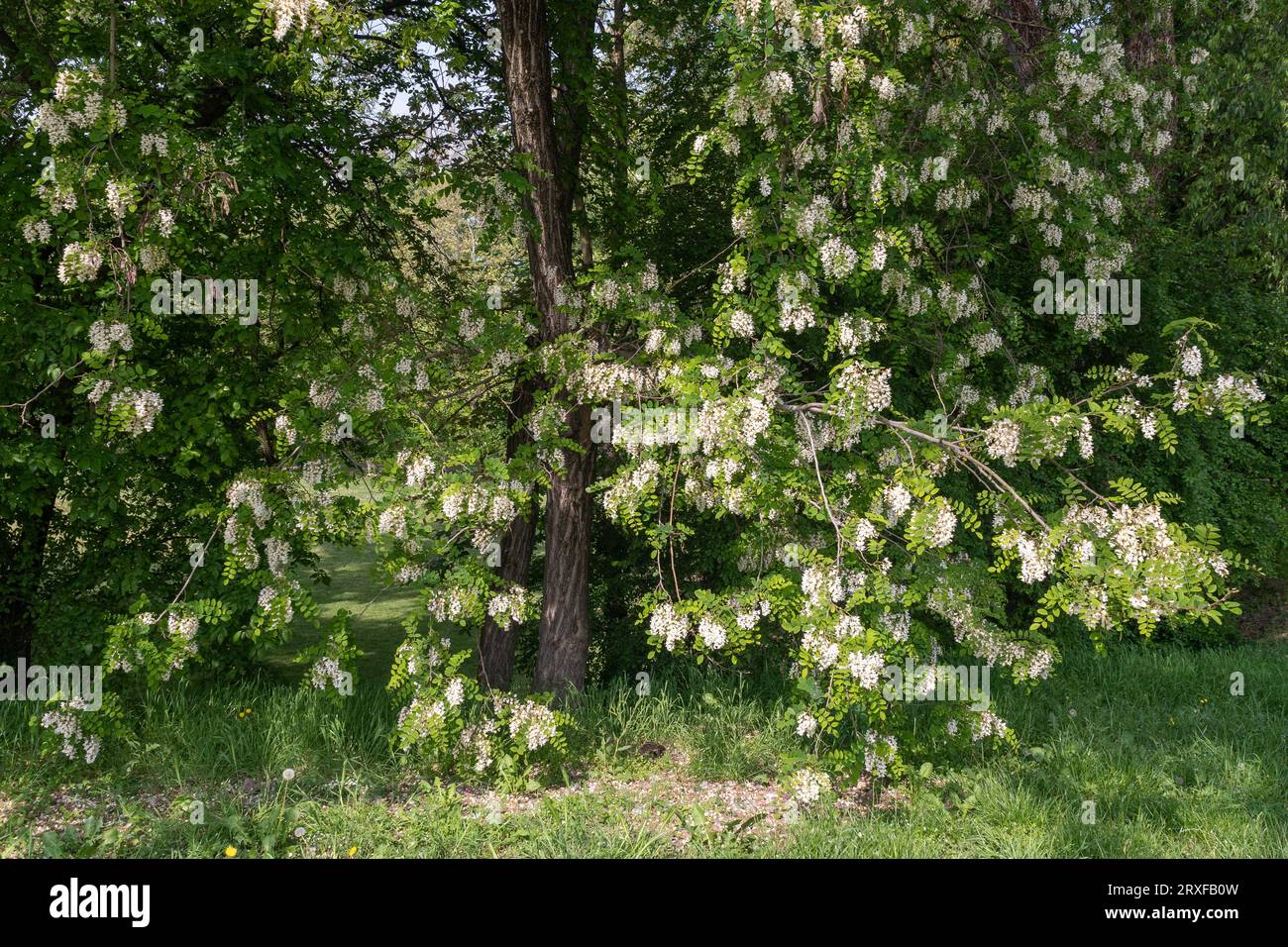 Flowering Robinia pseudoacacia (black locust or false acacia), deciduous tree of the legume family Fabaceae, with white flowers in spring, Italy Stock Photo