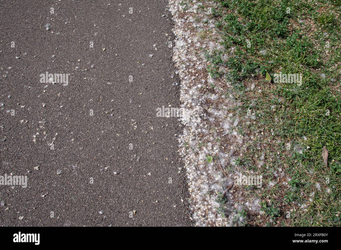 High-angle view of the side of an asphalt road covered with poplar (Populus) fluff, or poplar cotton, in spring, Italy Stock Photo