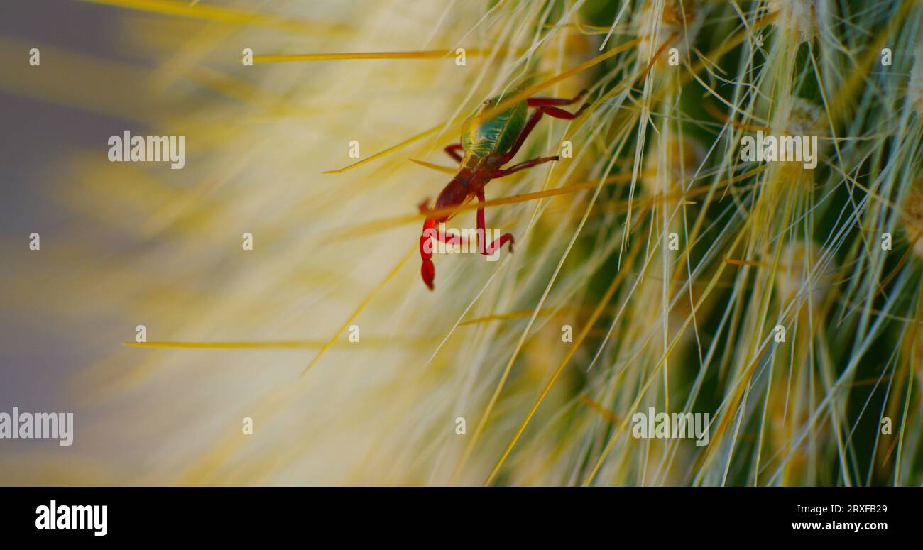 Cactus bug, chelinidea vittiger, climbs itself downwards through the thick thorns of a silver torch columnar cactus. Stock Photo