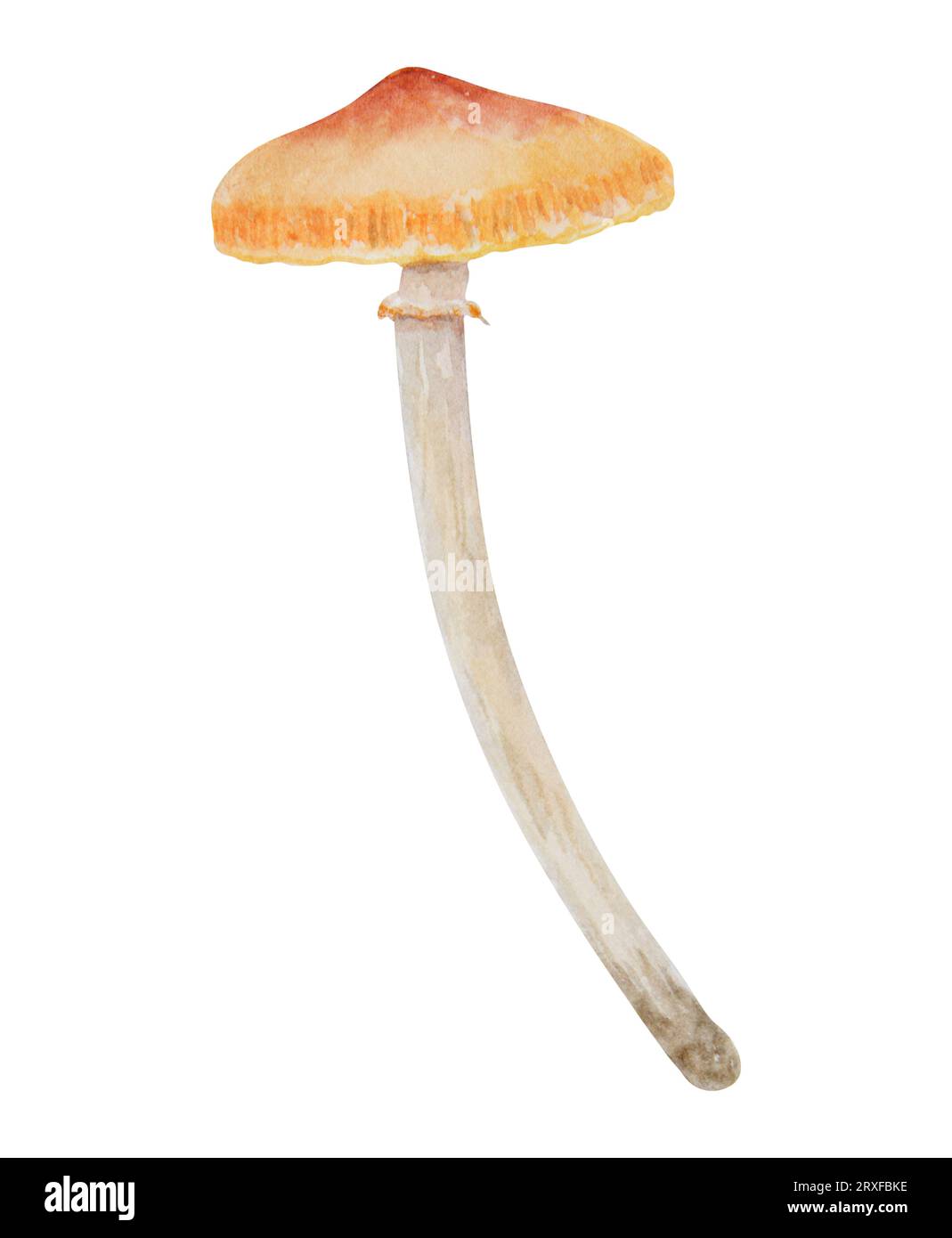 Watercolor hand drawn illustration of poisonous mushroom. Galerina marginata, toadstool clip art for cards, fairy tales, book, magic prints, eco Stock Photo
