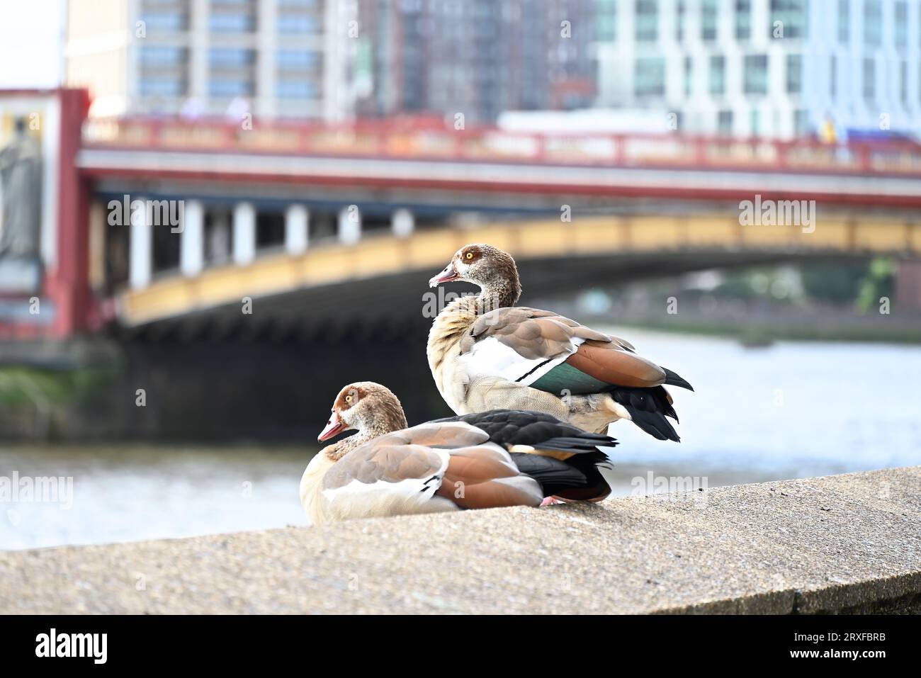 Conflict with native species hi-res stock photography and images - Alamy
