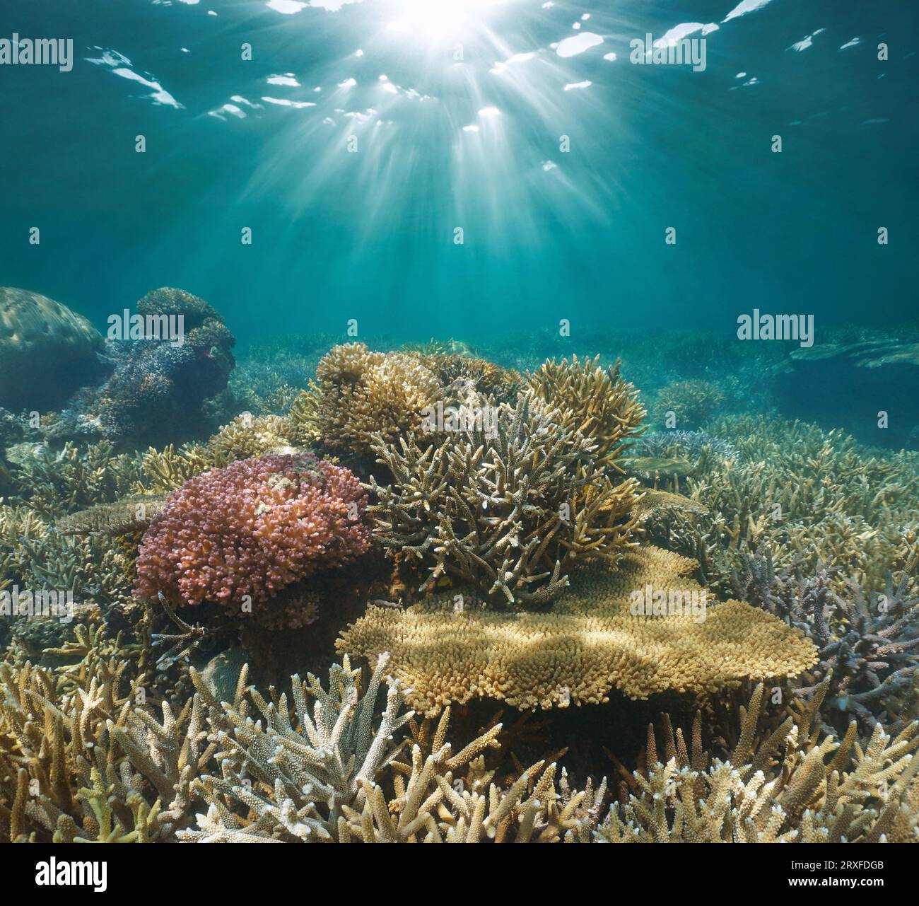 Healthy Coral Reef With Sunlight Underwater Seascape In The Pacific