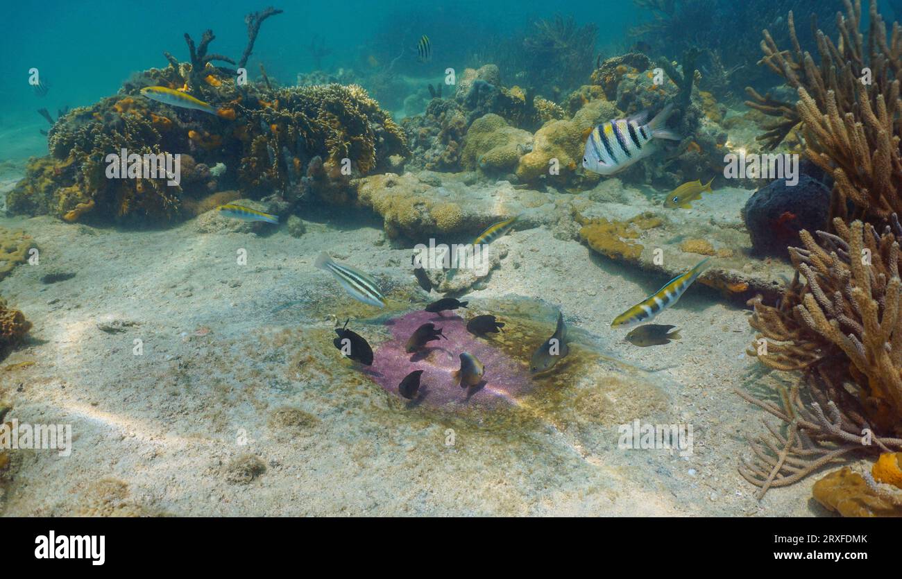 Several tropical fish eat eggs in the nest of a Sergeant Major fish
